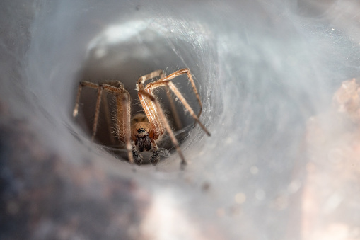 Macro photo of spider in cave web in nature. Shot in daylight with a full frame mirrorless camera and macro lens.