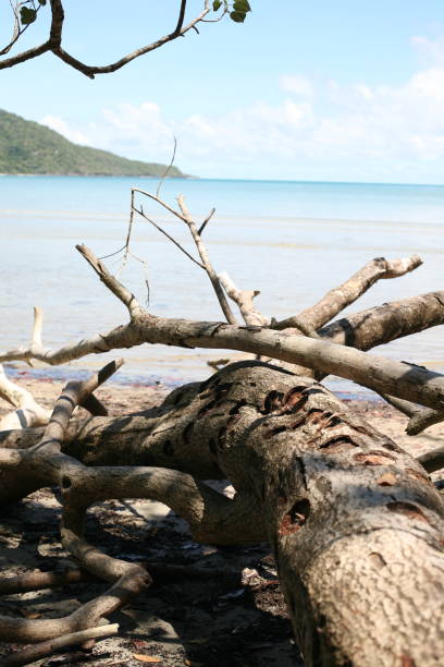 istock Australia, Port Douglas, Queensland 1258145764