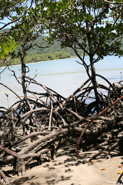istock Australia, Port Douglas, Queensland 1258145783