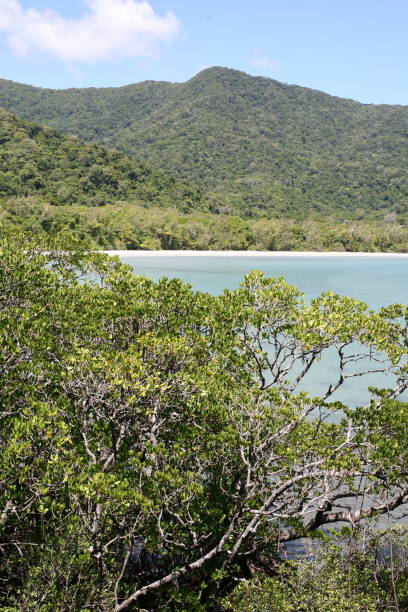 istock Australia, Port Douglas, Queensland 1258145788