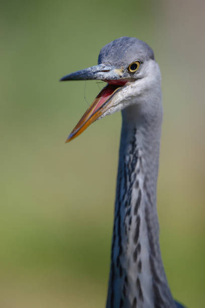 istock Portrait of a Grey heron 1258146132
