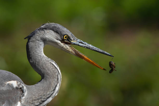 istock Portrait of a Grey heron with a salamander 1258146137