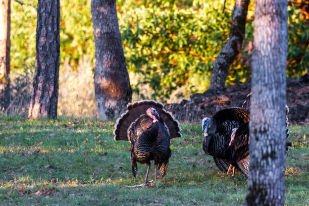 istock spring turkey in the morning 1258147079