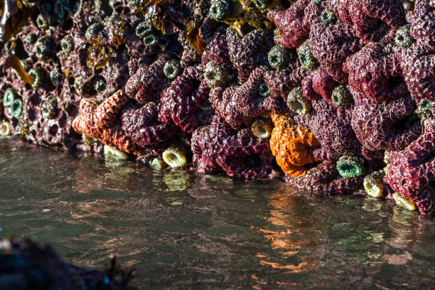 オレゴン州の海の星 - oregon beach ストックフォトと画像