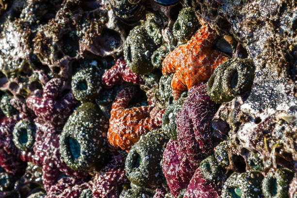 istock Sea stars in Oregon 1258147193