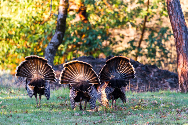 istock spring turkey in the morning 1258147196