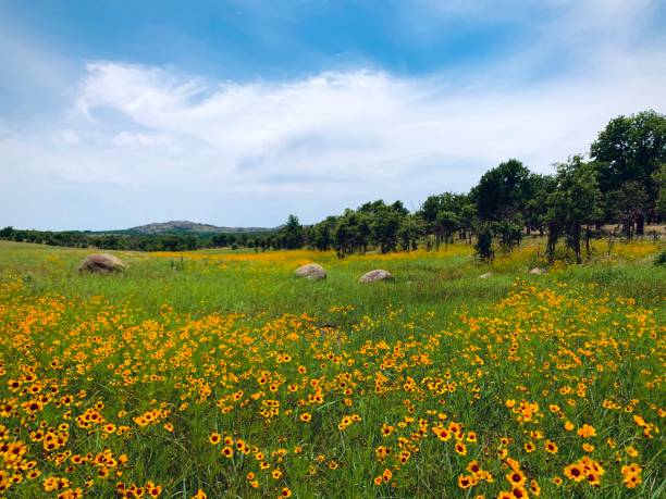 istock A field of coreopsis 1258147430