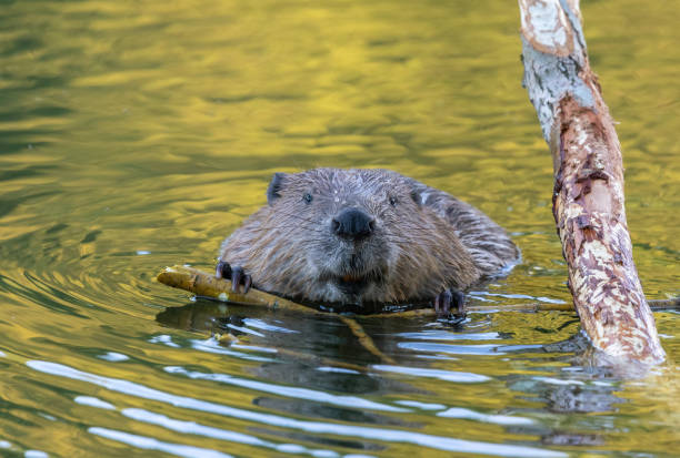 Beaver (genus Castor) A beaver is eating the twig of a fallen willow tree in a river. It seems as if the beaver is communicating with the photographer. beaver stock pictures, royalty-free photos & images