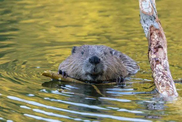 A beaver is eating the twig of a fallen willow tree in a river. It seems as if the beaver is communicating with the photographer.