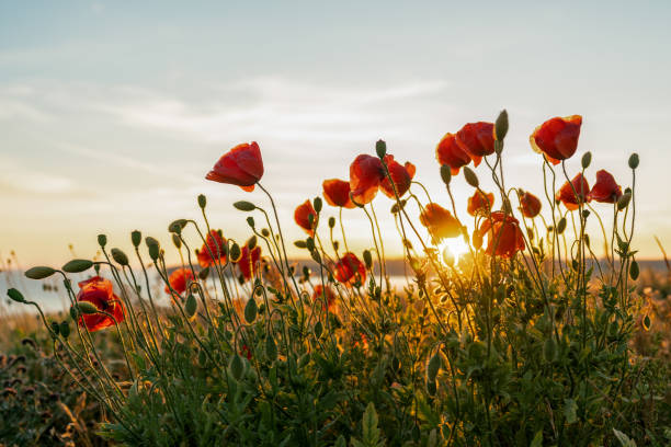 istock Red poppies with the sun setting behind 1258150591