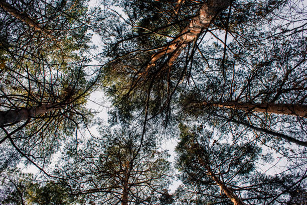 istock Trunks of high pine trees, stretching up into the sky. 1258150684