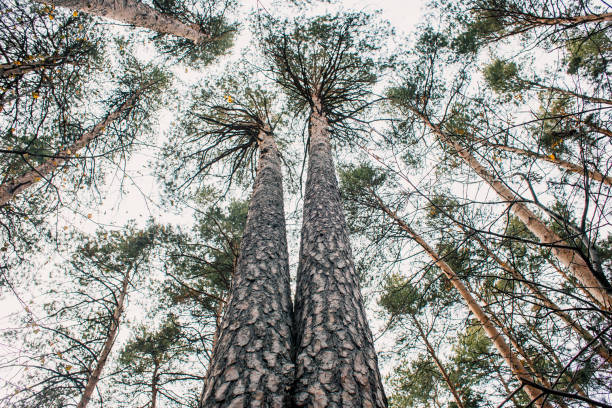 istock Trunks of high pine trees, stretching up into the sky. 1258150831