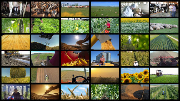 agricultural production collage - farming and agricultural  jobs - sugar beet beet field vegetable imagens e fotografias de stock