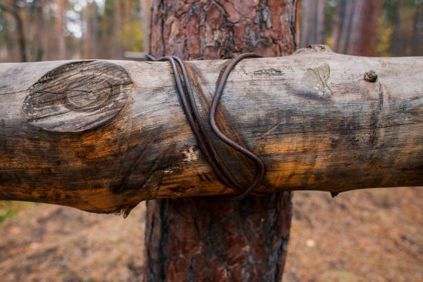 A tree tied with iron wire