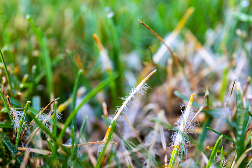 Close up of a Lawn fungus commonly known as dollar spot. This will create brown spots on a healthy lawn.  Fungicide needed to kill the fungus and restore grass.