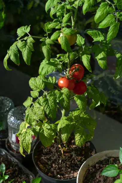 Ecological and natural ripe tomato hanging on the branch. Home cultivation of vegetables
