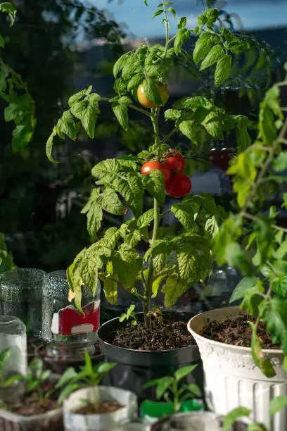 Ecological and natural ripe tomato hanging on the branch. Home cultivation of vegetables