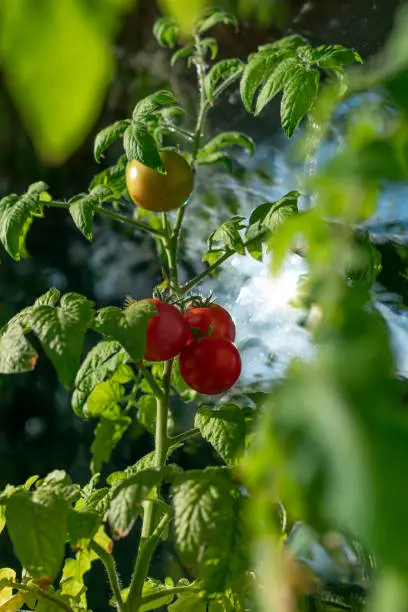 Ecological and natural ripe tomato hanging on the branch. Home cultivation of vegetables