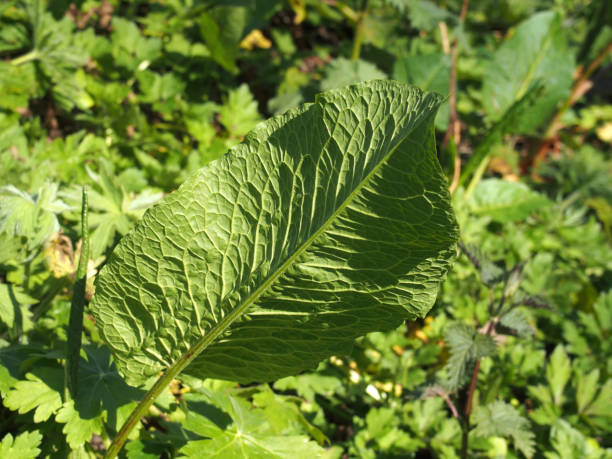 close up of a large young common dock leaf in woodland vegetation in spring sunlight close up of a large young common dock leaf in woodland vegetation in spring sunlight rumex crispus stock pictures, royalty-free photos & images