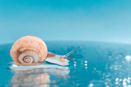 Macro snail on turquoise colour water defocussed backdrop. Macro world. Mollusc animal, space for text