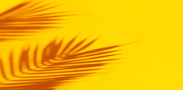 istock Palm tropical leaves shadows 1258154359
