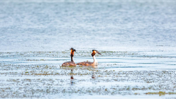 istock Two Water bird Great Crested Grebes swim in the lake 1258155481
