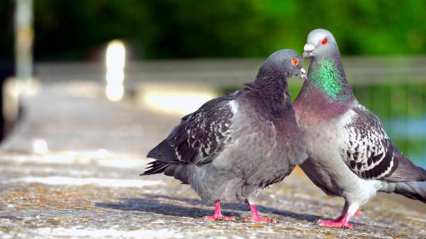 istock two beautiful pigeons with red eyes on the ground 1258156409