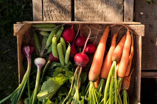 istock Concept for root vegetable, organic raw food 1258156454
