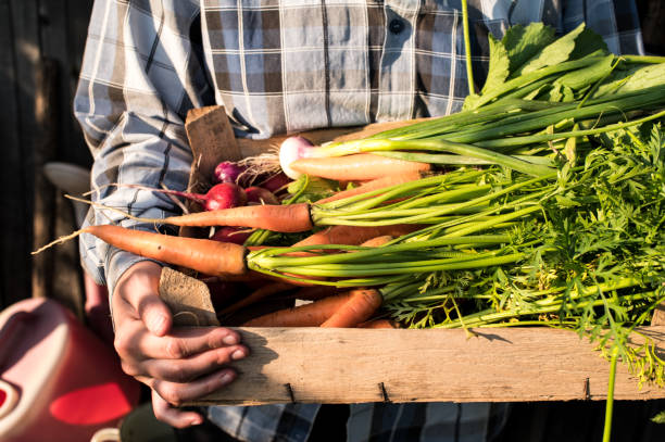 Farmer woman holding wooden box full of fresh vegetables
