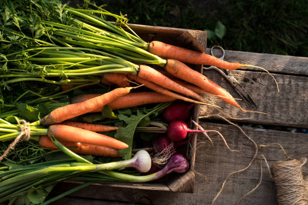 istock Concept for root vegetable, organic raw food 1258156456