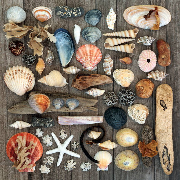 istock Seashell Driftwood and Seaweed Collection 1258157667