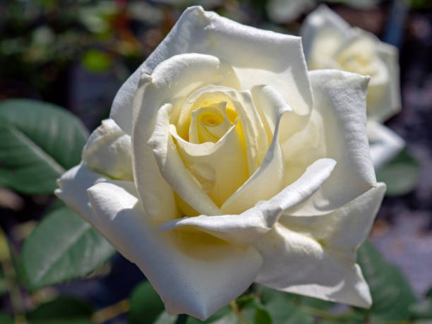 rosa branca alba - gallica rose - fotografias e filmes do acervo