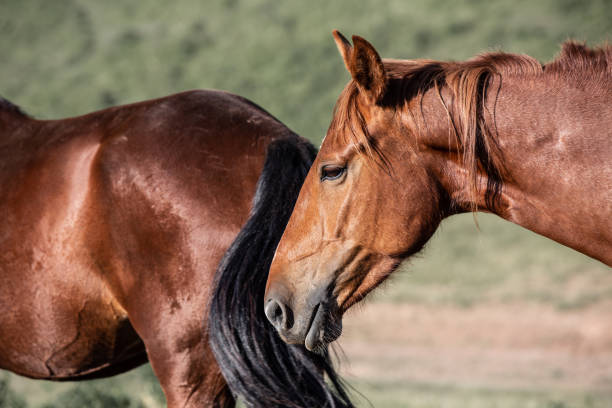 istock black horse playing on the field, bokeh effect 1258158485