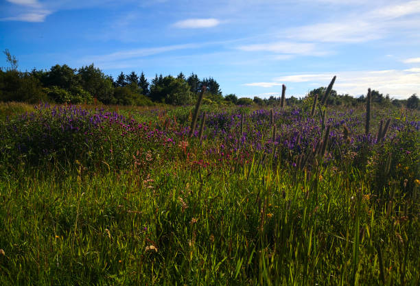 istock Den of Maidencraig 1258159782