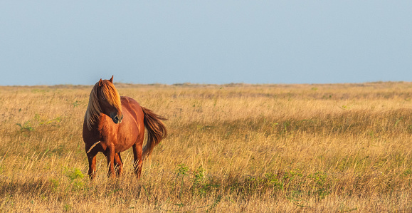 Wild chestnut horse in the middle of the steppe. Selective focus.