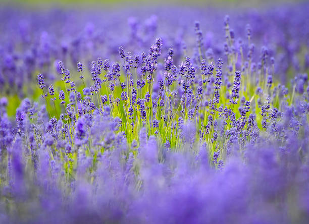 istock Purple, Purple, Purple 1258160929