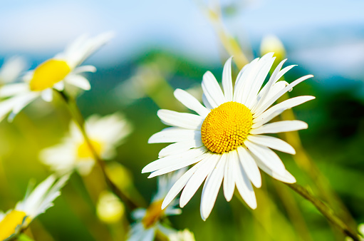 Wild camomile daisy flowers growing on green meadow and copy space, natural background