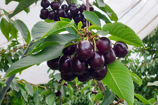 Ripe dark purple colored cherries in a cherry orchard.