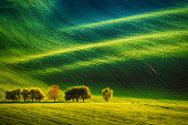 Green grass field background