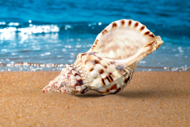 istock Shell on beach close up. Seashore, waves and sand. Macroshoot 1258163889