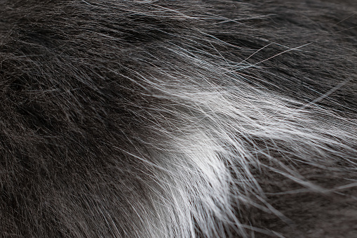Black and white animal fur, close-up