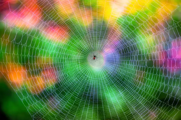 Photo of Spiderweb and small spider. Colorful background