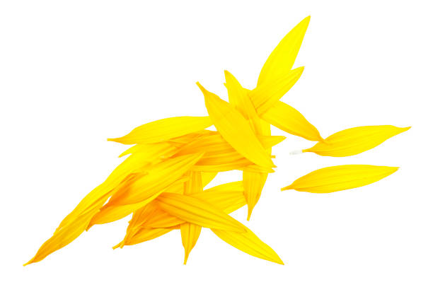 istock Sunflower petals isolated on a white background. Yellow petals. 1258164709