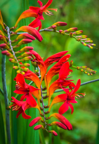 istock Crocosmia Masonorum 1258164920