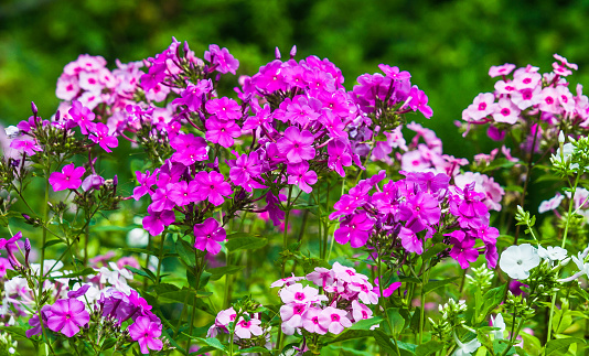 White, pink and purple phlox grow in profusion in a Cape Cod garden.