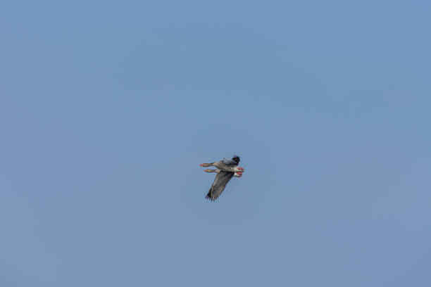istock two wildgaense in the blue sky 1258165647