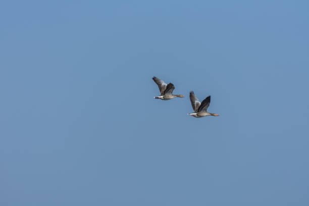 istock two wildgaense in flight in the sky 1258165660