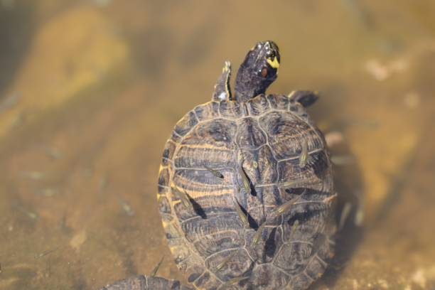 Tortoises shell close view