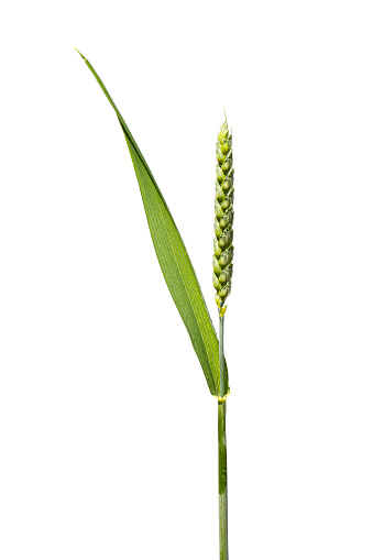 Wheat spike close-up, unripe ear of wheat isolated against a white background, UK