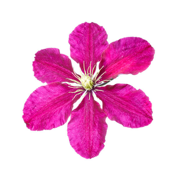 istock Pink clematis flower isolated on white background 1258166119